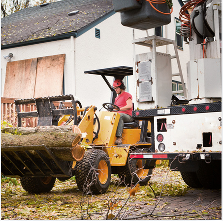 Tree Services San Diego Image